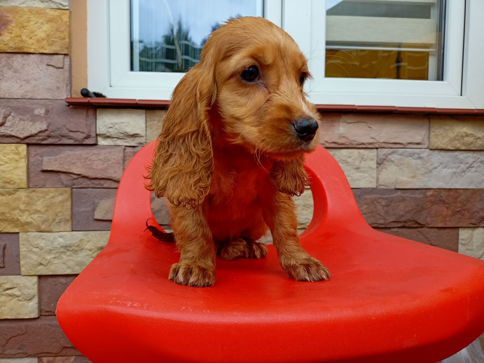 Cocker spaniel angielski sunia