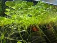 Limnobium gąbczaste