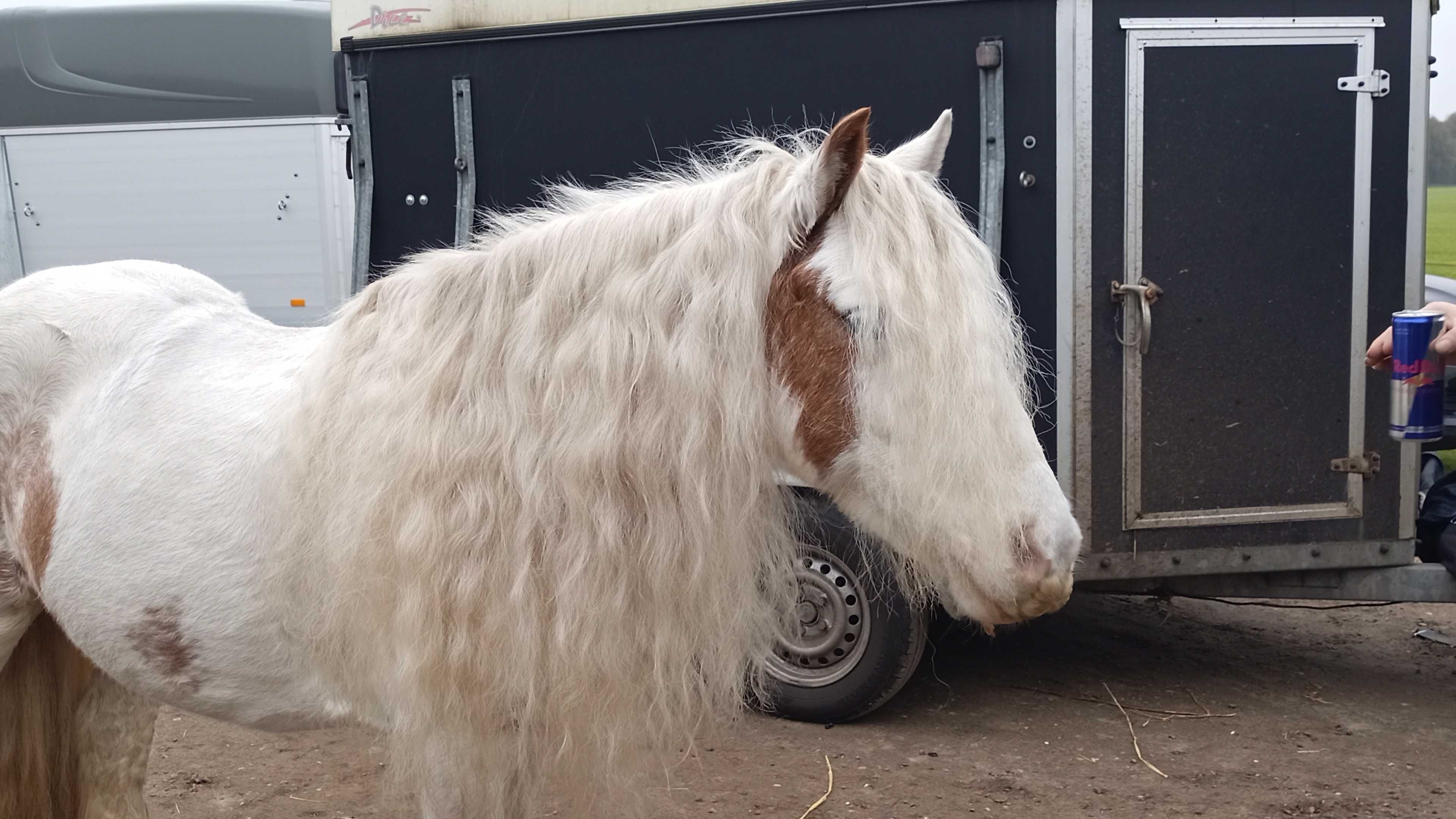 Kon ujezdzenie sport klacz tinker irish cob kuc grupa C