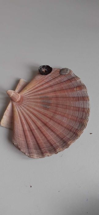 Tampa de vieira natural