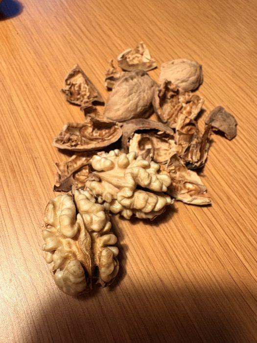 Orzechy wloskie tegoroczne