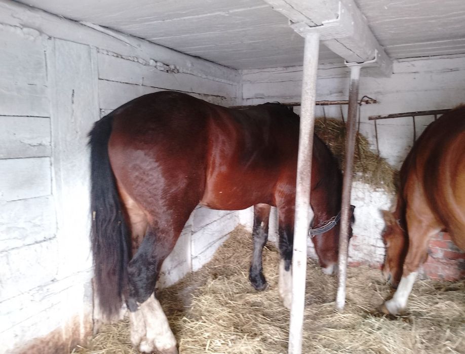 Доброго продам молодого жеребця