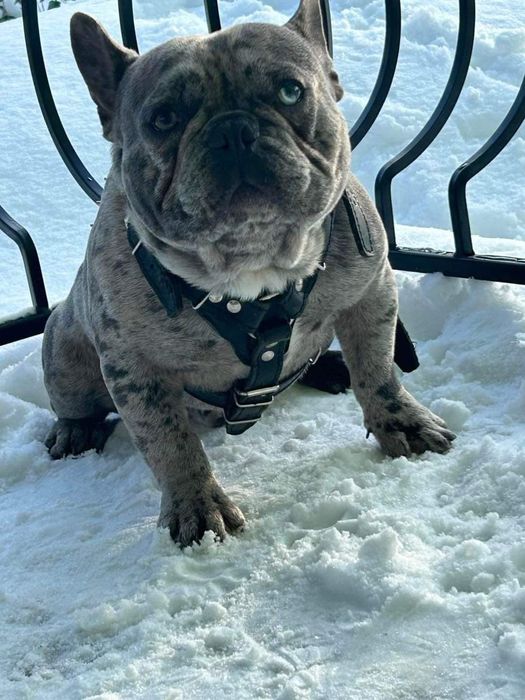 Buldog francuski Piesek