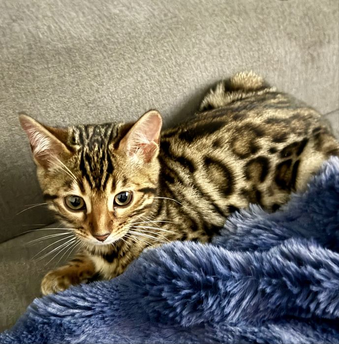 Бенгальські кошенята, БЕНГАЛИ