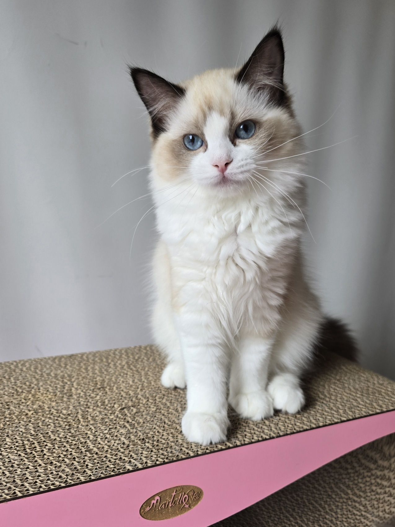 Ragdoll kotka seal bicolour