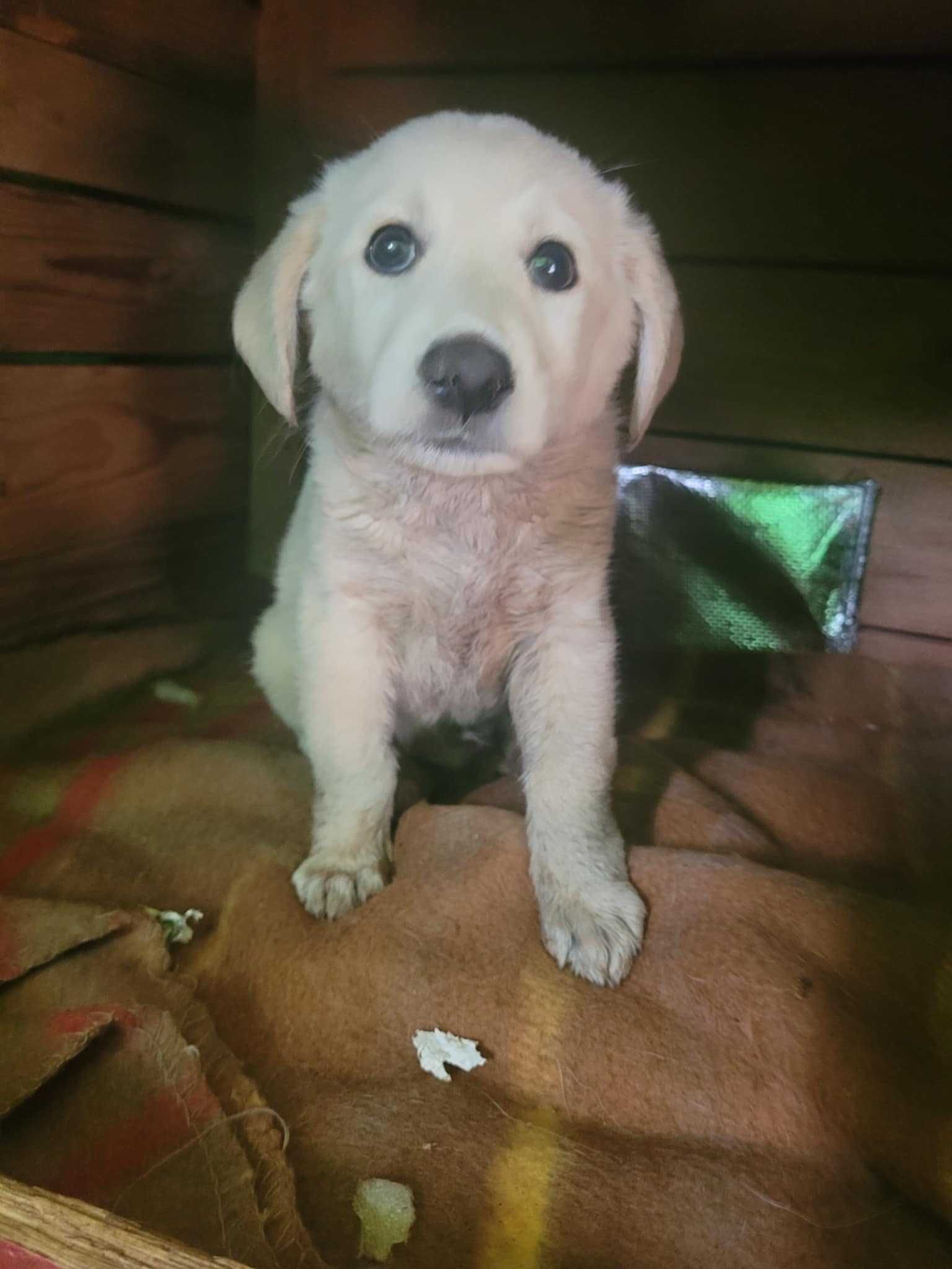 Śliczny szczeniak API w typie labradora pilnie szuka domu !!