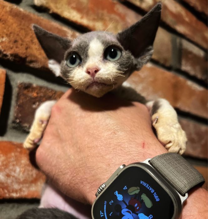 Niebieski Devon Rex - piekny kolor