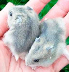 Джунгарские хомячки, хомячата, хомяки, хомяк, карликовые, джунгарики