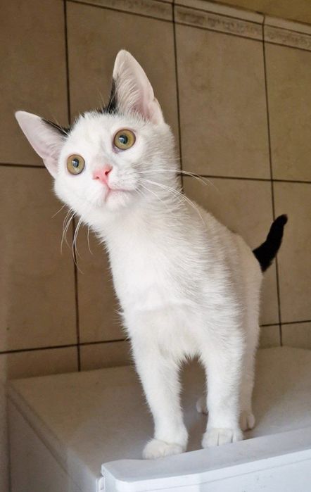 Харьков!Котенок отдается ответственным хозяевам