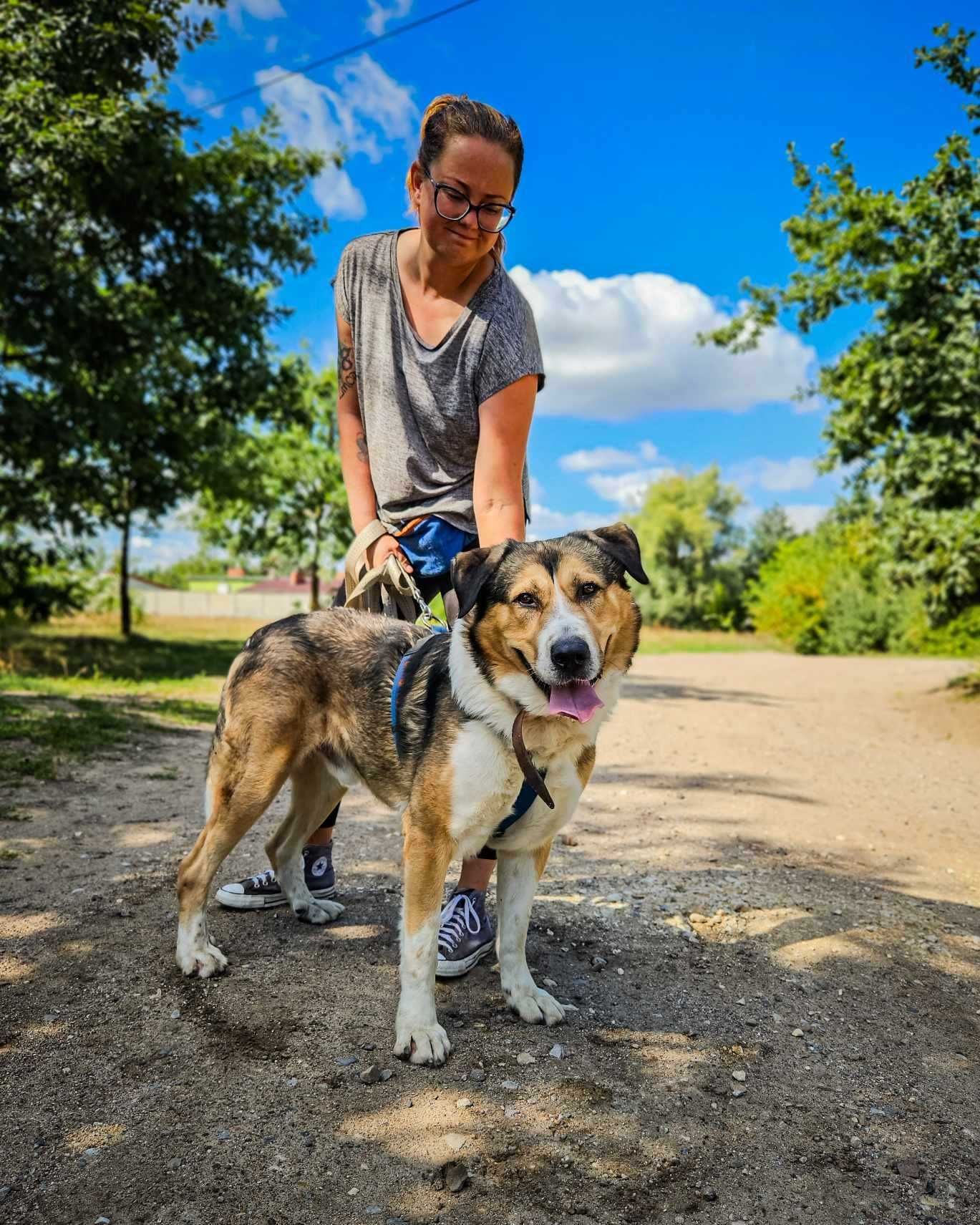 Bolo - duży pies w typie owczarka Środkowoazjatyckiego szuka domu !
