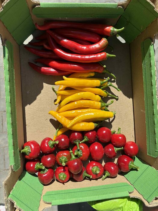 6kg czeresniowej ostra papryka