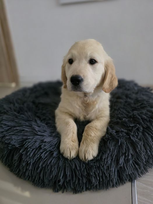 Golden Retriever piesek metryka do odbioru chip szczeniak