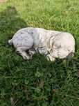 Figurka ogrodowa śpiący spaniel