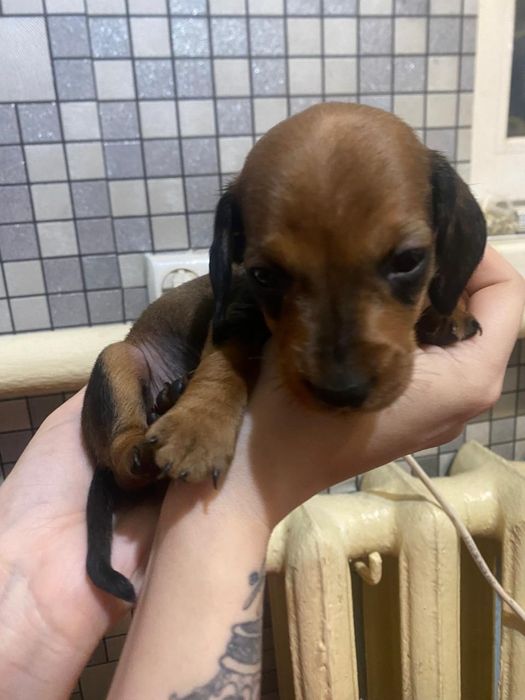 Продам щенков таксы