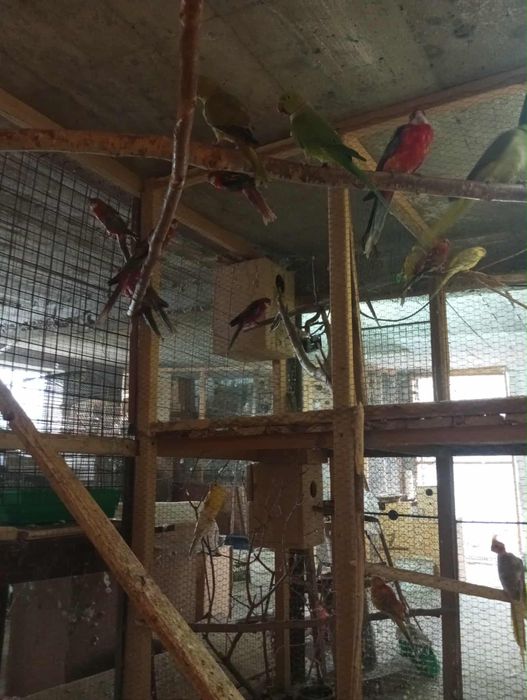 Ptaki kanarki różne