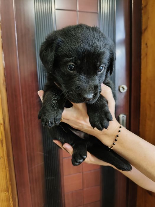 Віддам в хороші руки