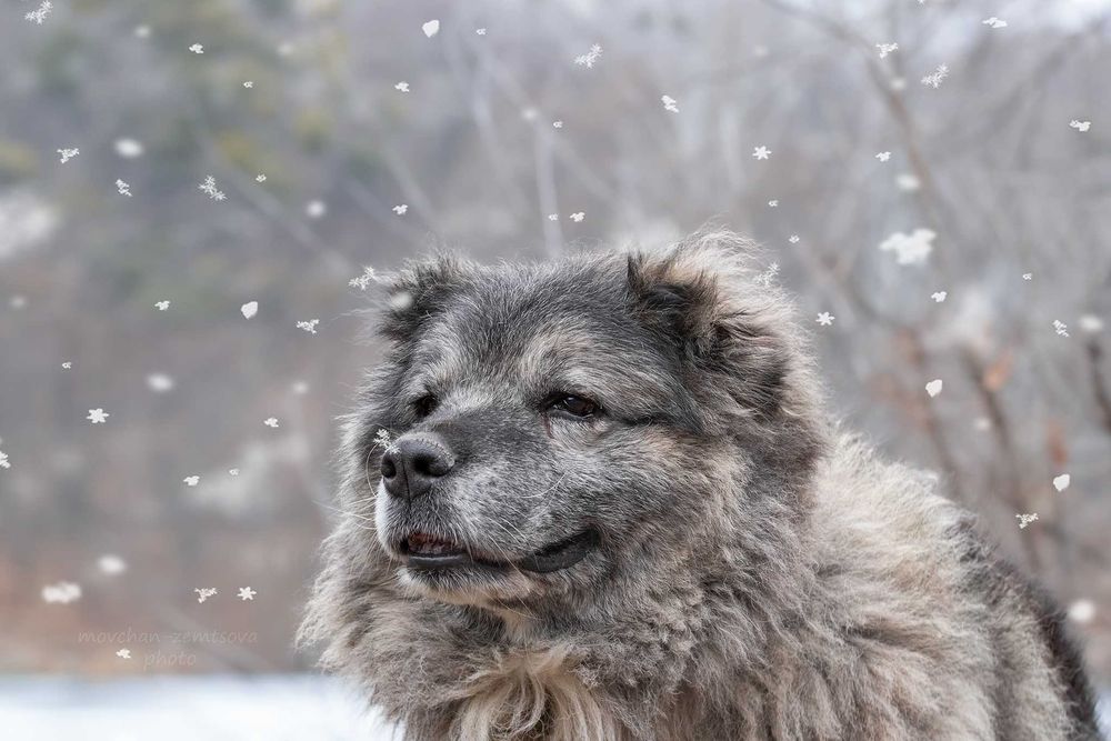 Арніка шукає родину