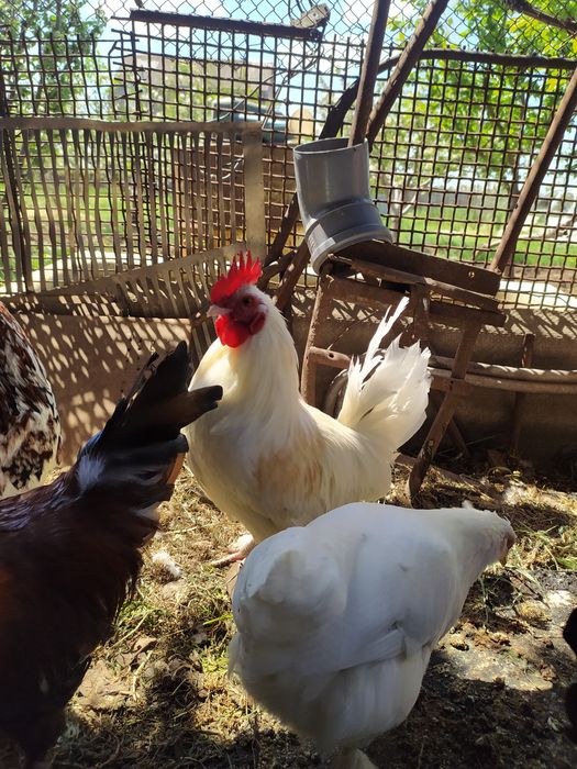 Петухи карликовых кур