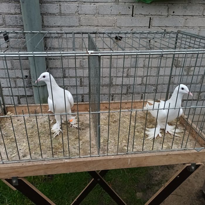 Sprzedam gołębie jasne i pocztowe