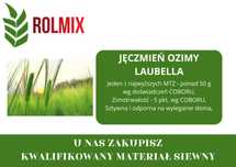 Materiał siewny kwalifikowany jęczmień ozimy LAUBELLA