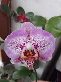 Орхідея фаленопсис Sogo Diamond