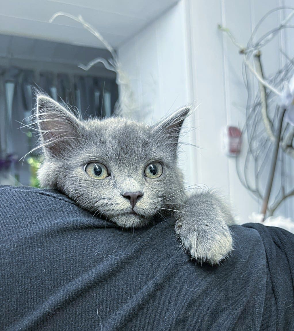 Кошеня британець котик 3 міс шукає родину