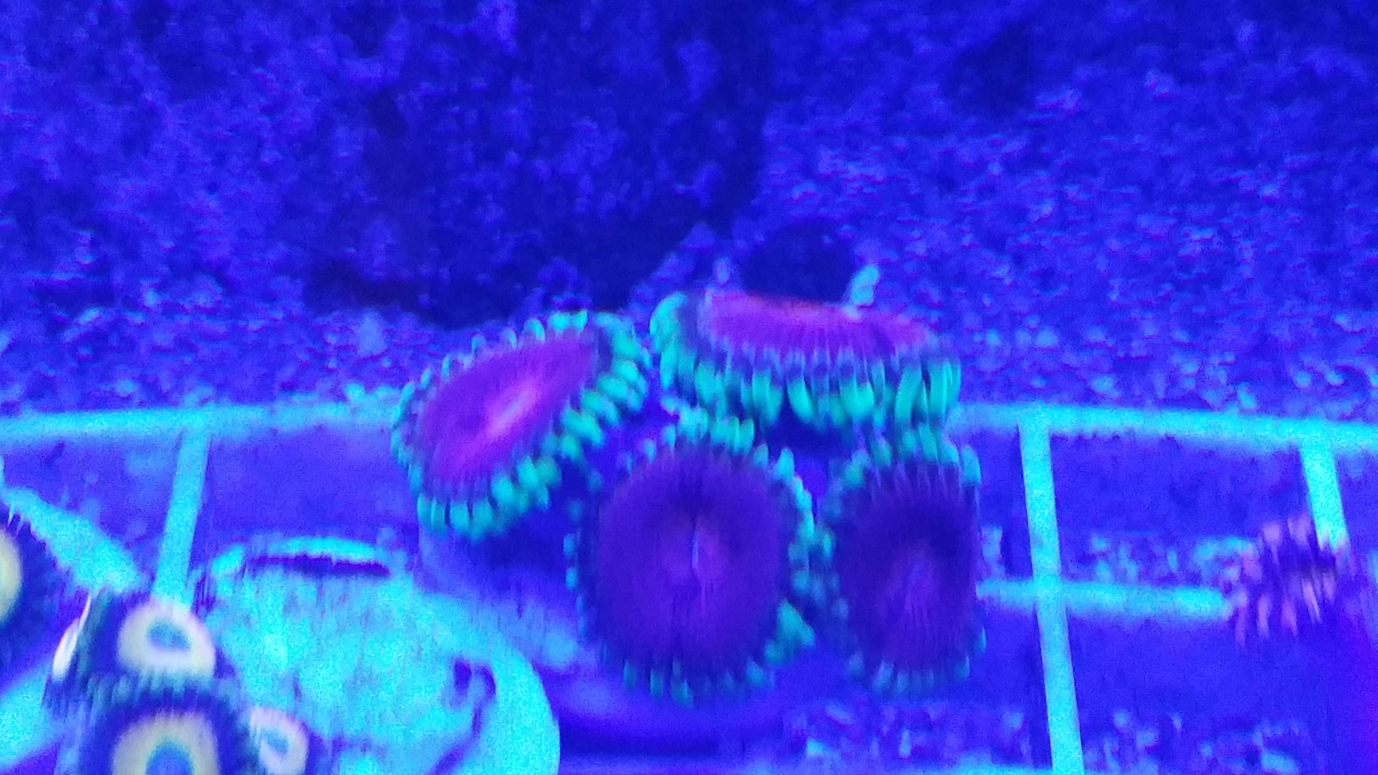 Zoa Zoanthus Lime Chili