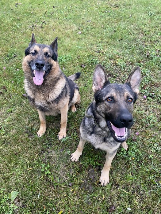 Цуценята німецької вівчарки