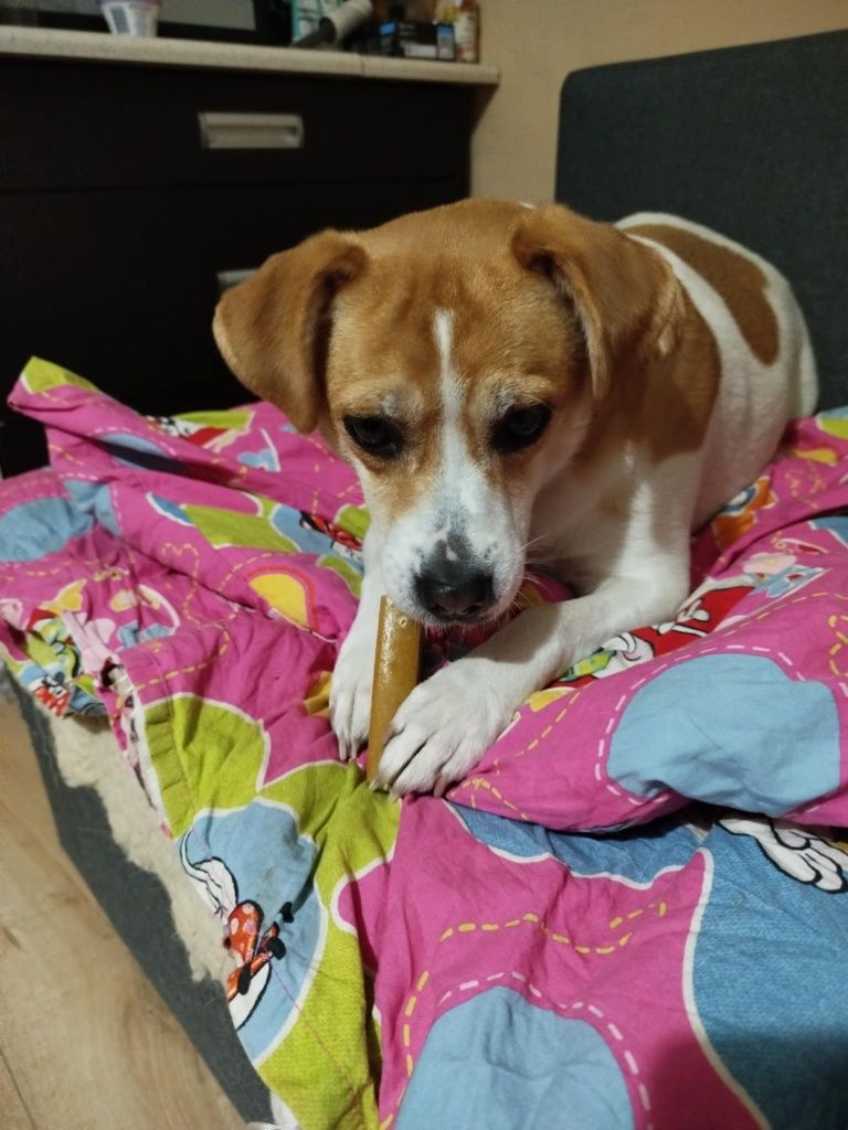 Słodki grubasek do adopcji, młoda sunia