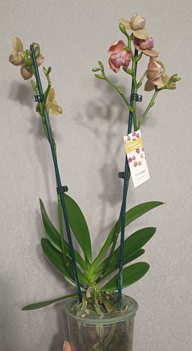 Орхідея Бріон пелор