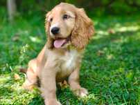 Cocker Spaniel Angielski - pełny rodowód - FIlm