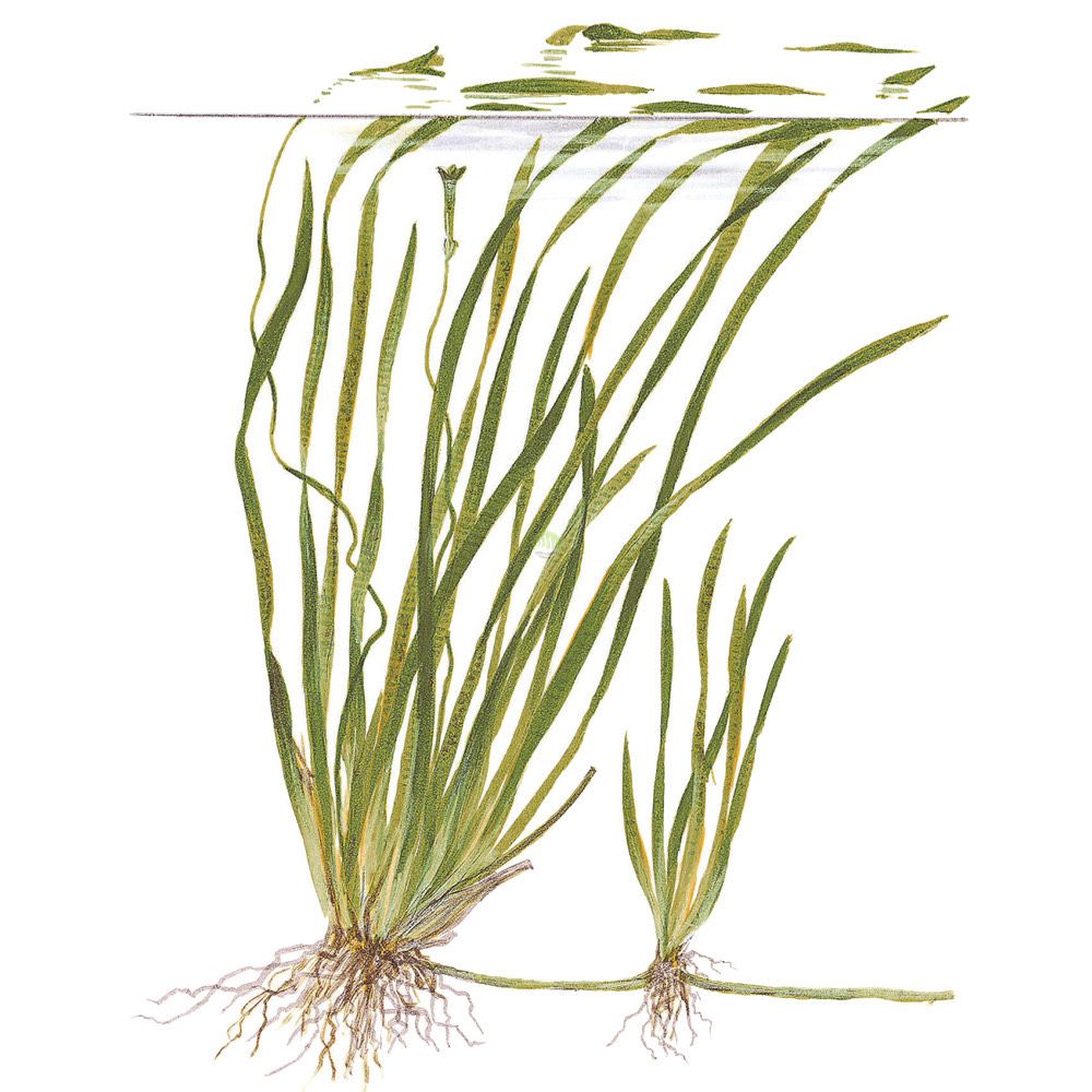 Vallisneria spiralis [sadzonka]