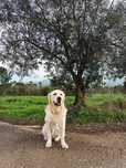 Golden Retriever disponível para acasalamento