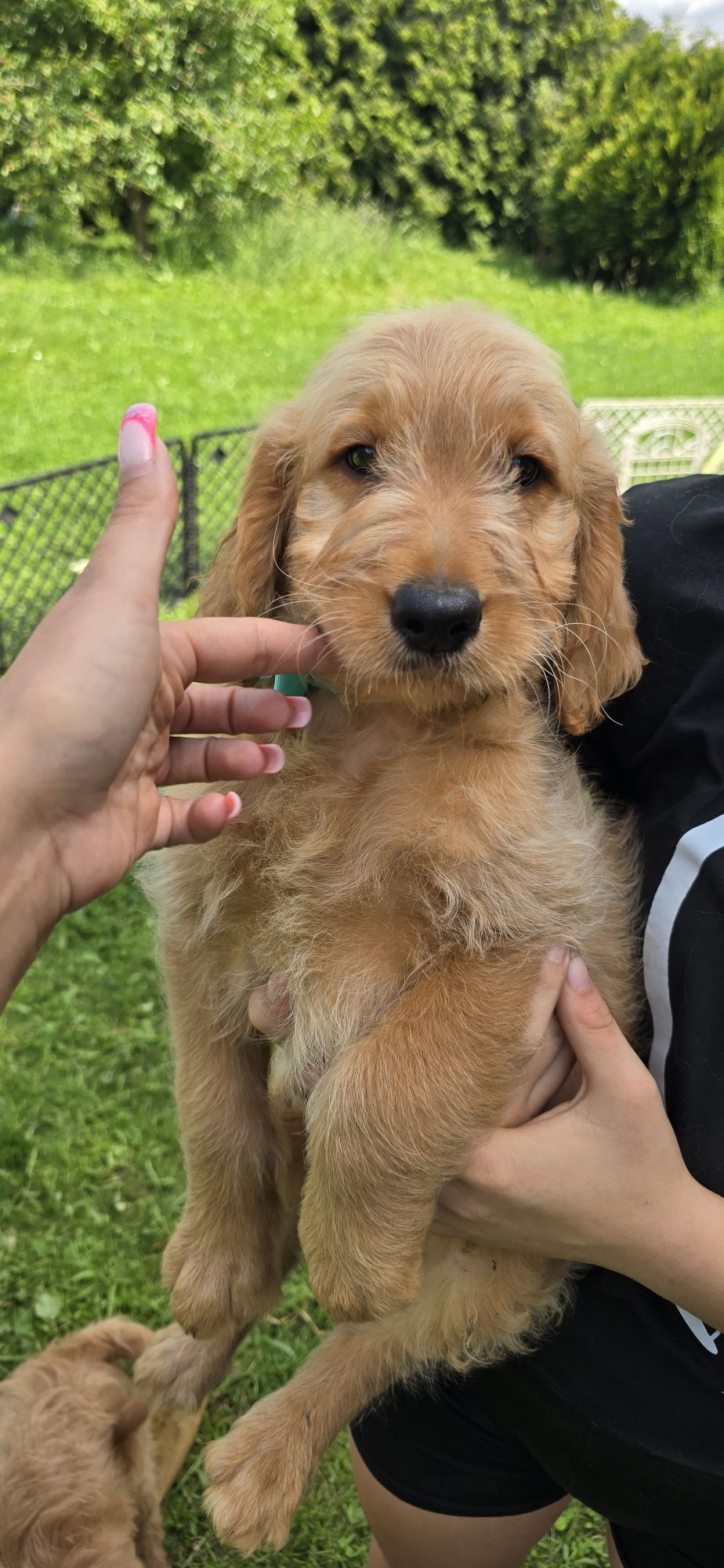 Goldendoodle f1 standard piesek
