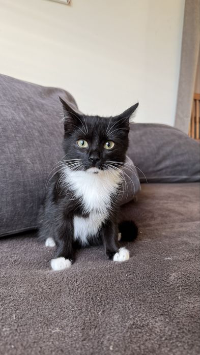 Кошенята, покинуті на дачах шукають дім