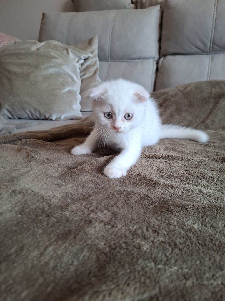 Scottish fold macho