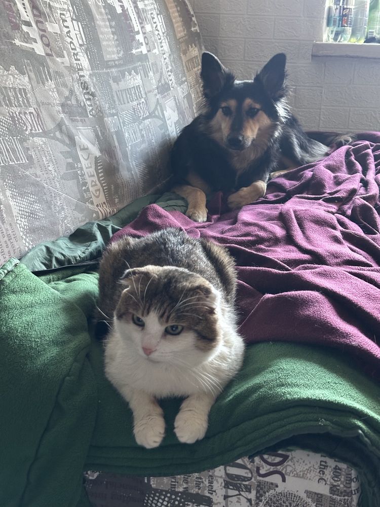 Котик Грицюша шукає дім