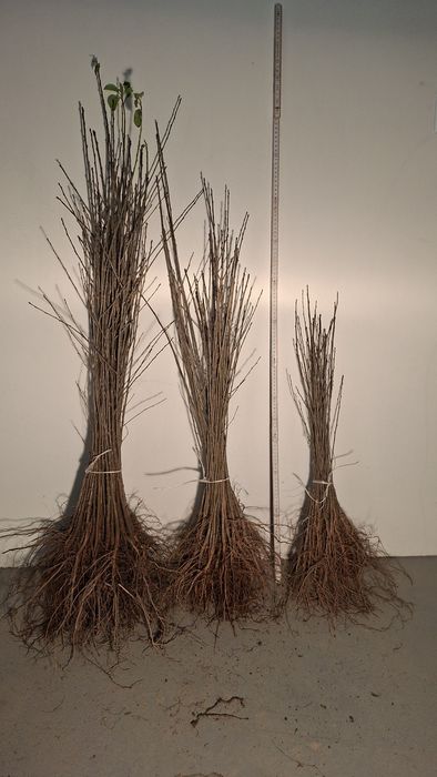 Podkładki generatywne Antypki Antypka