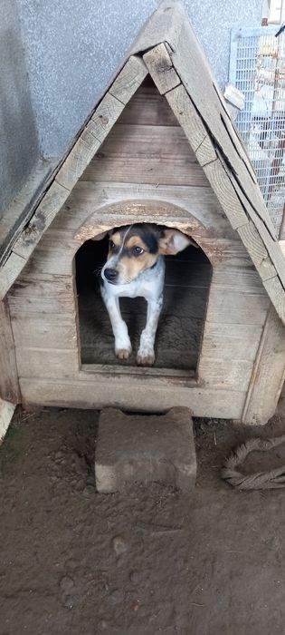 Отдам в добрые руки