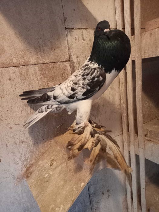 Garłacz, garłacze hanackie