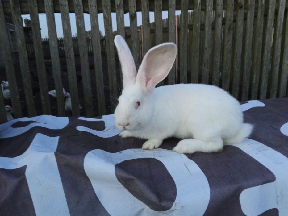 Belgijski Olbrzym Biały samczyk