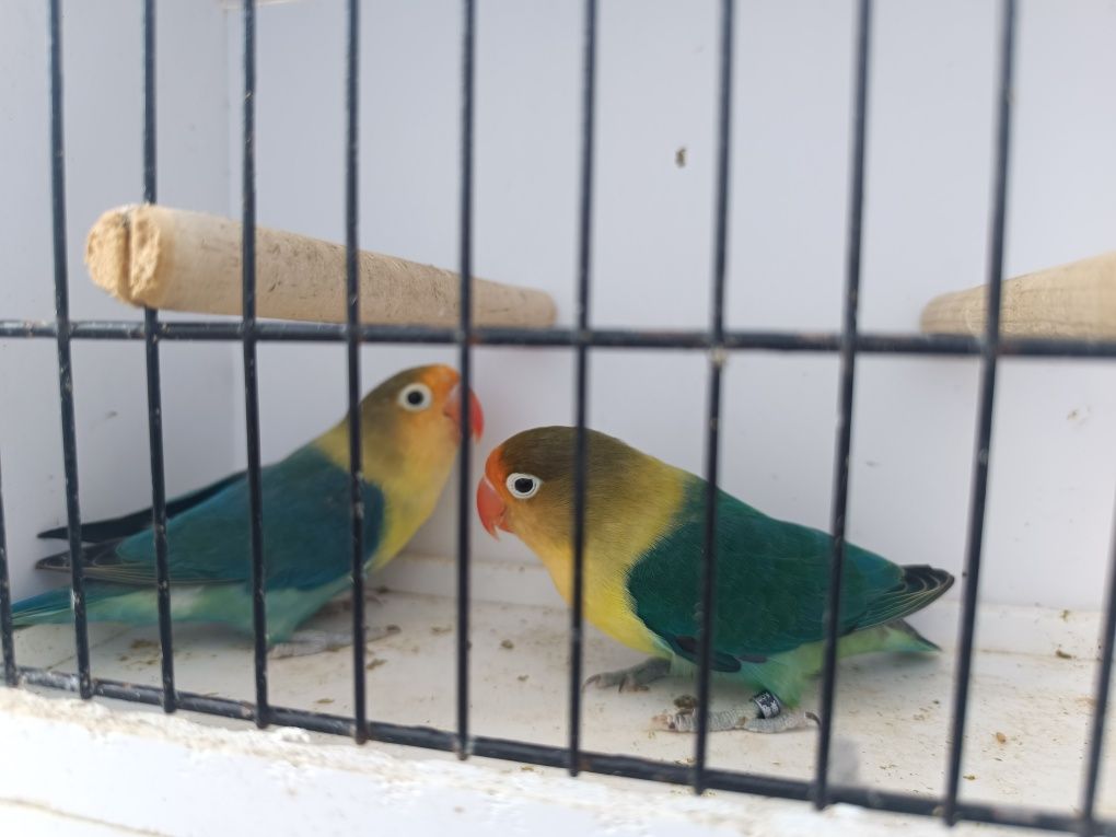Agapornis Fischeris turquesas