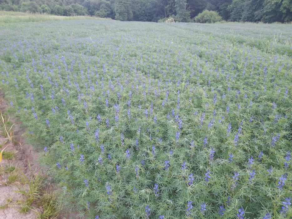 Sprzedam łubin gorzki wąskolistny
