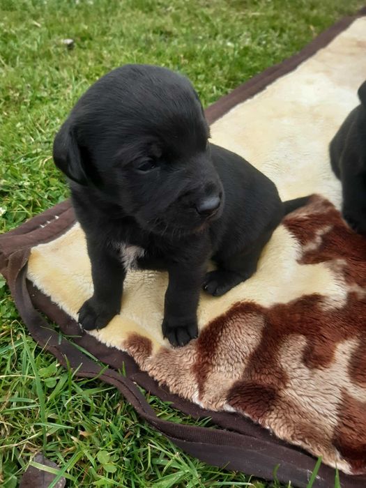Szczeniaki labrador