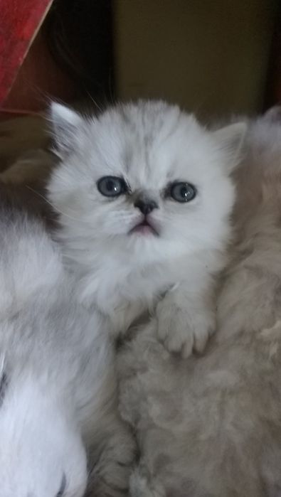 Котёнка серебристой шиншиллы белого