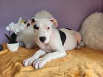 Kochana suczka Amstaff!