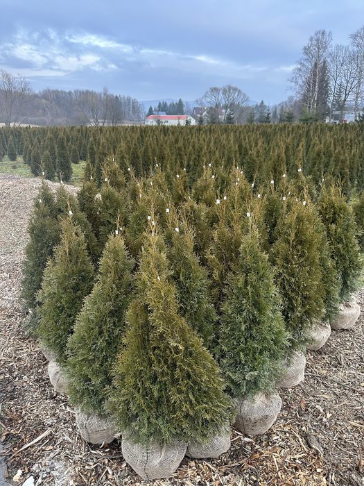 Tuja szmaragd ogodzenie żywopłot transport sadzenie
