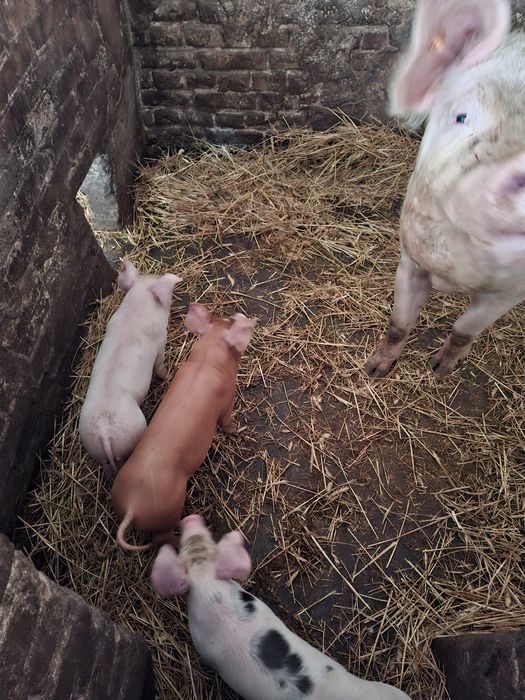 Prosiaki bardzo ładne i zdrowe