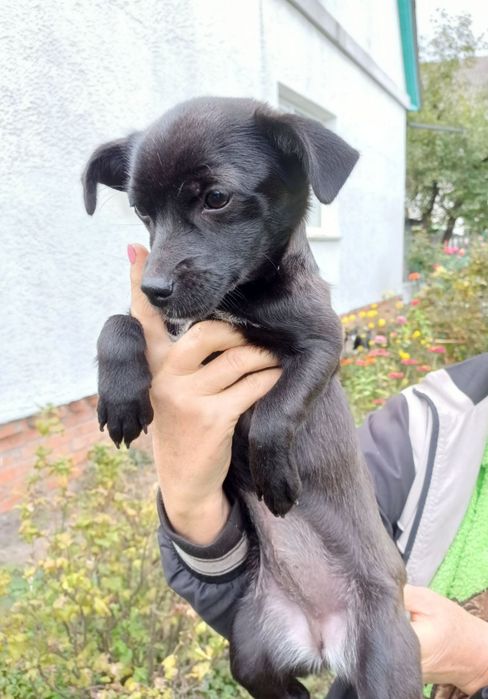 Маленькие щенки в добрые руки