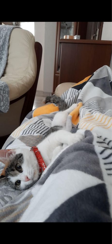 oddam kotkę za darmo